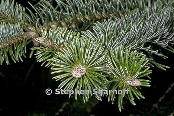 abies nordmanniana ssp equi trojani 1 graphic